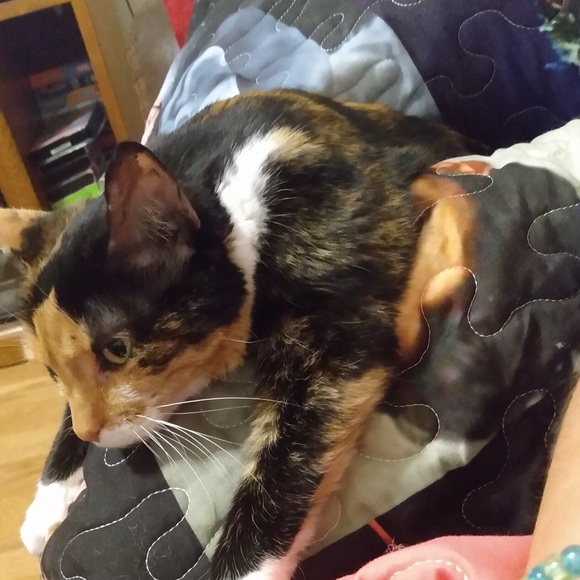 Meet your Posher, Alysha - Picture 1 of 1